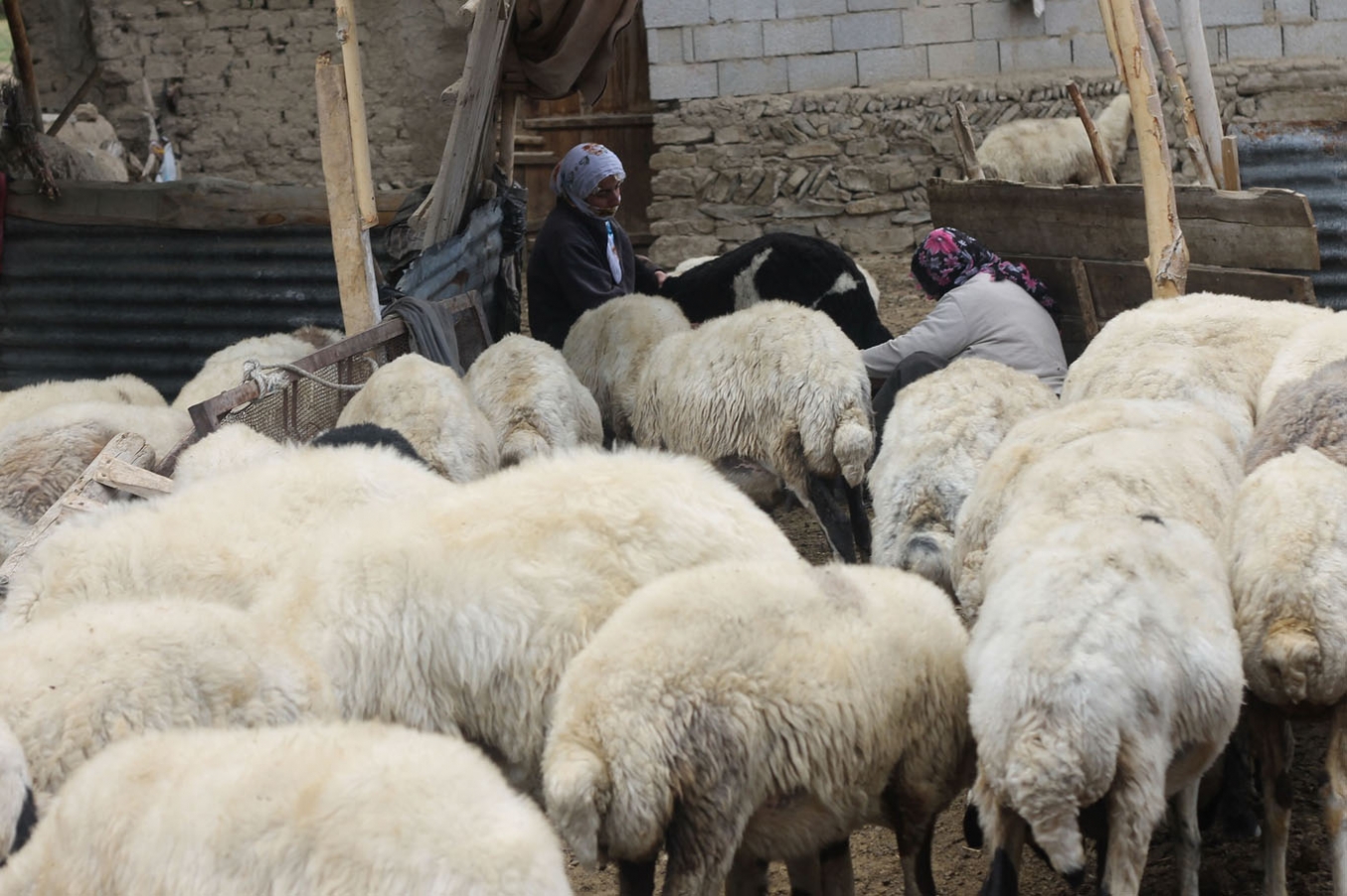 Hayvanlarda görülen sarılık hastalığı et ve süt verimini düşürüyor Hayvanlarda görülen sarılık hastalığı et ve süt verimini düşürüyor